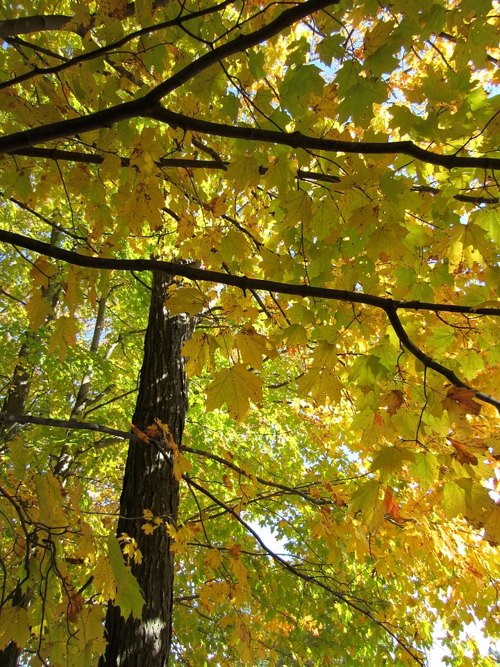 Autumn autumn season foliage