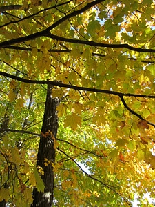 Autumn autumn season foliage photo