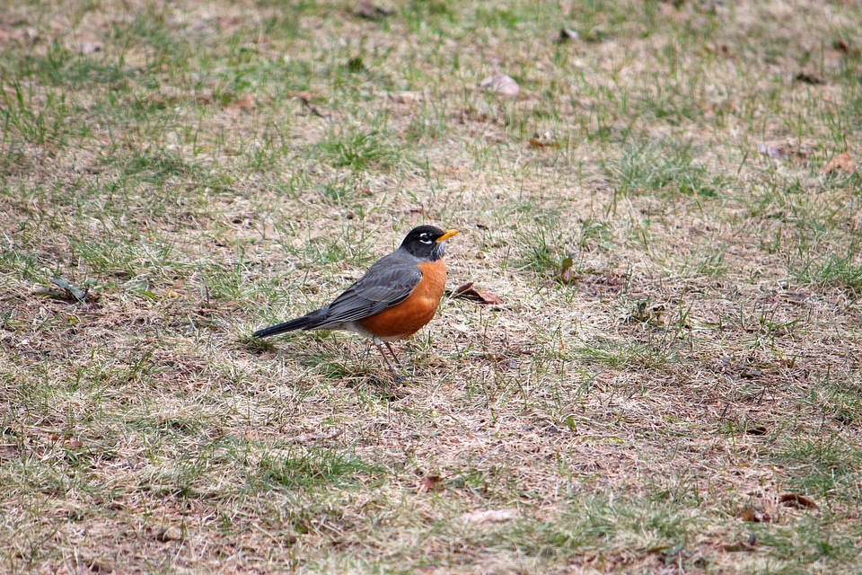 Animal animals bird
