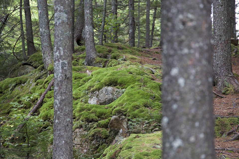Forest landscape moss