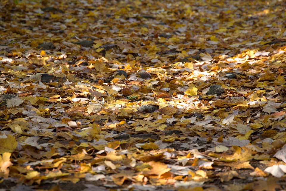 Autumn autumn season fall