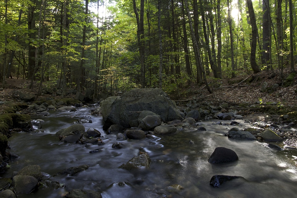 Creek forest leaves