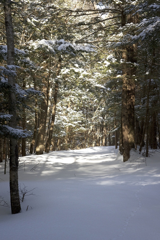Forest landscape national park