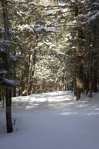 Forest landscape national park