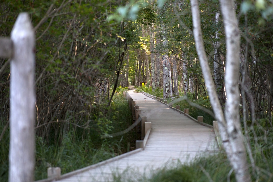 Bridge hiking landscape