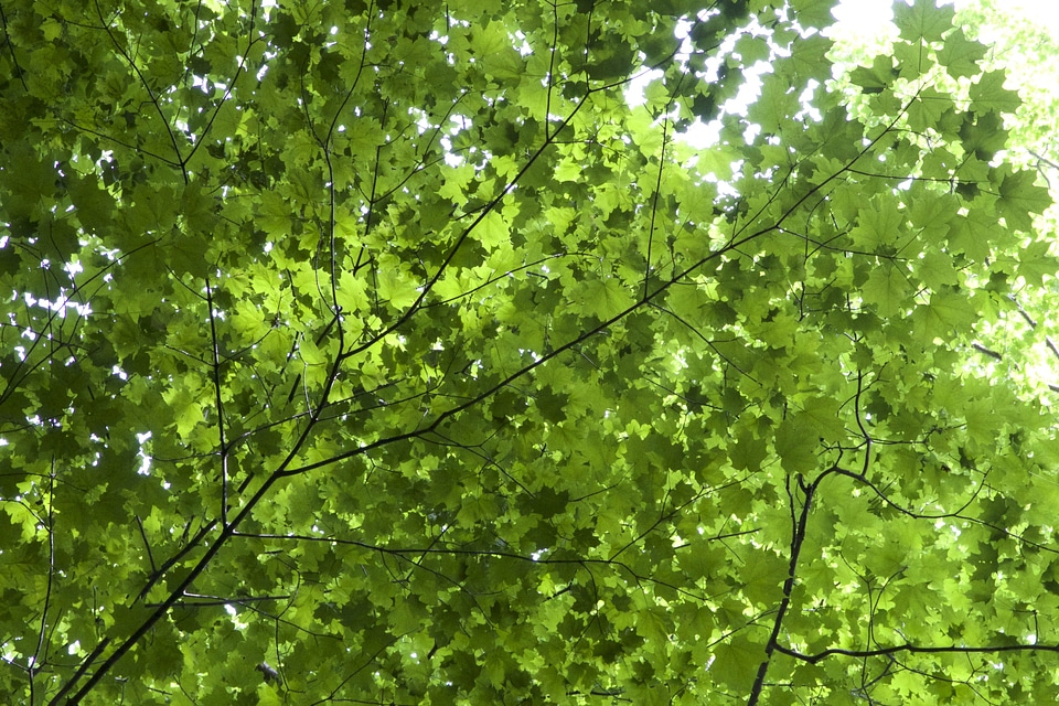 Dark Green evergreen green