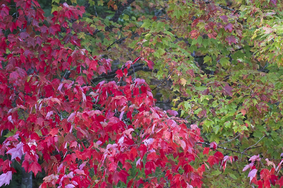 Autumn autumn season foliage photo
