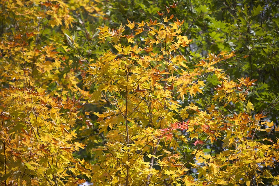 Autumn autumn season fall