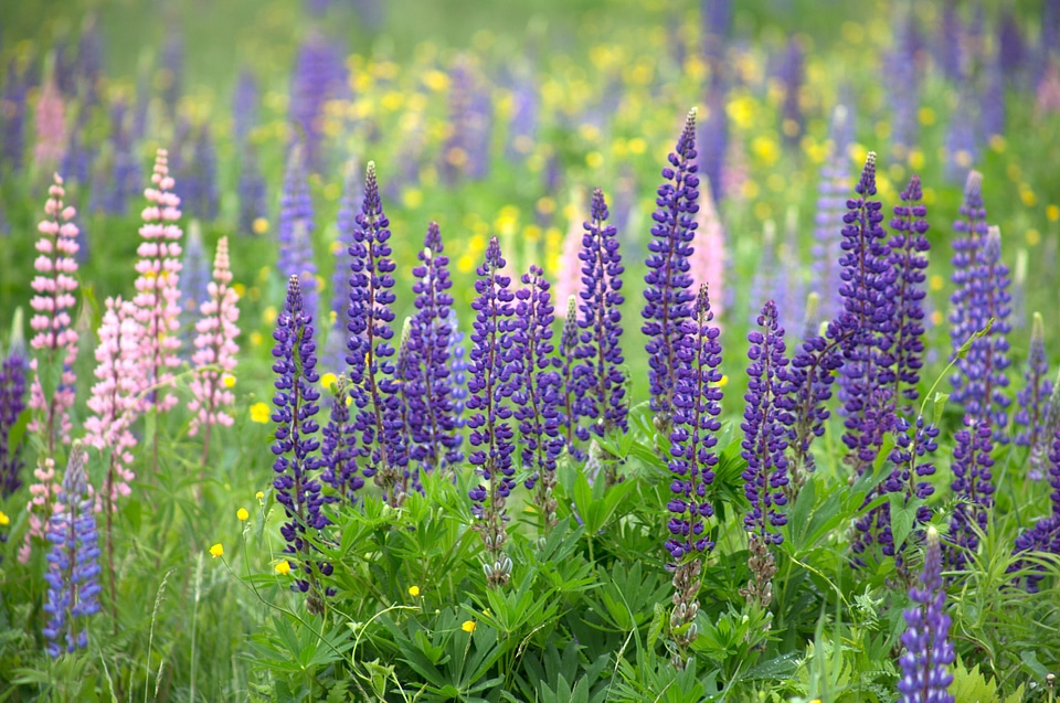 Beautiful Photo blooming flowers