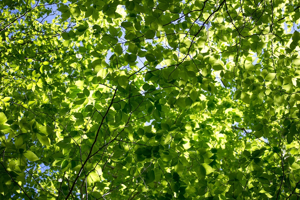 Dark Green green leaves green light