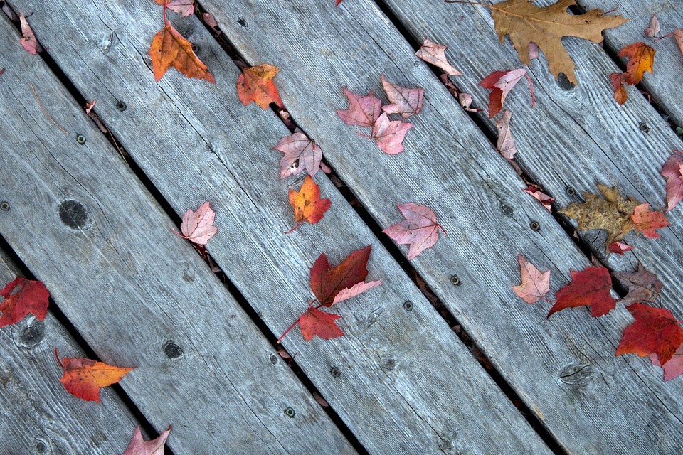 Leaf leaves pattern