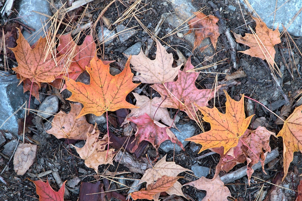 Autumn fall foliage