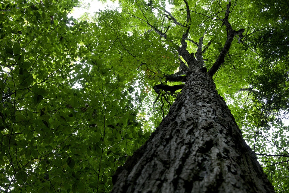 Bark clouds forest
