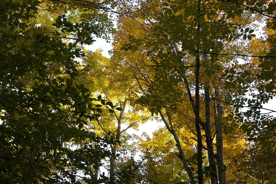 Forest leaf leaves