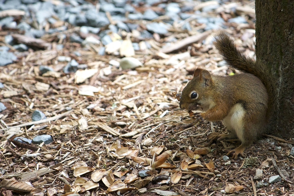 Animal animals fauna