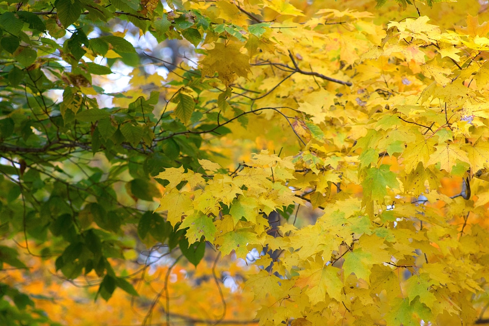 Autumn fall flora