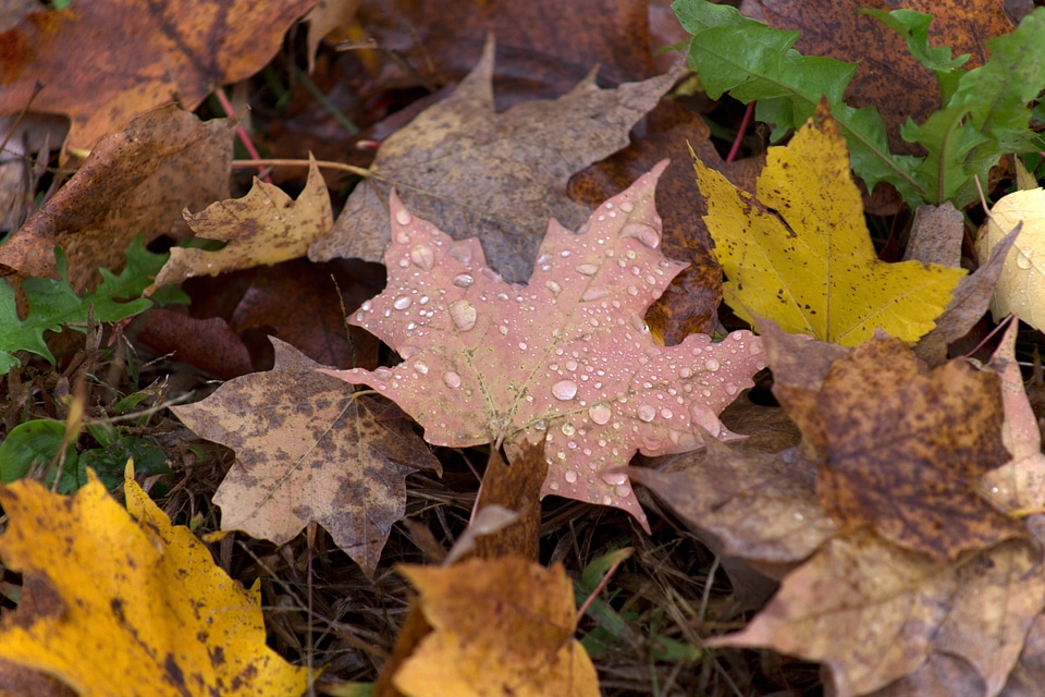 Autumn beautiful photo fall