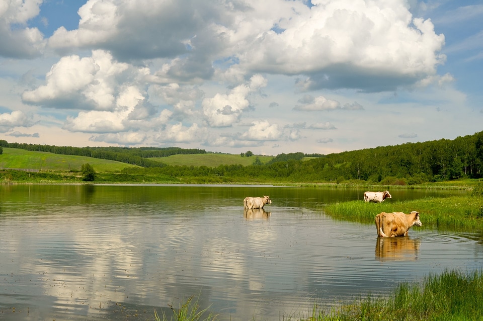Nature water swimming
