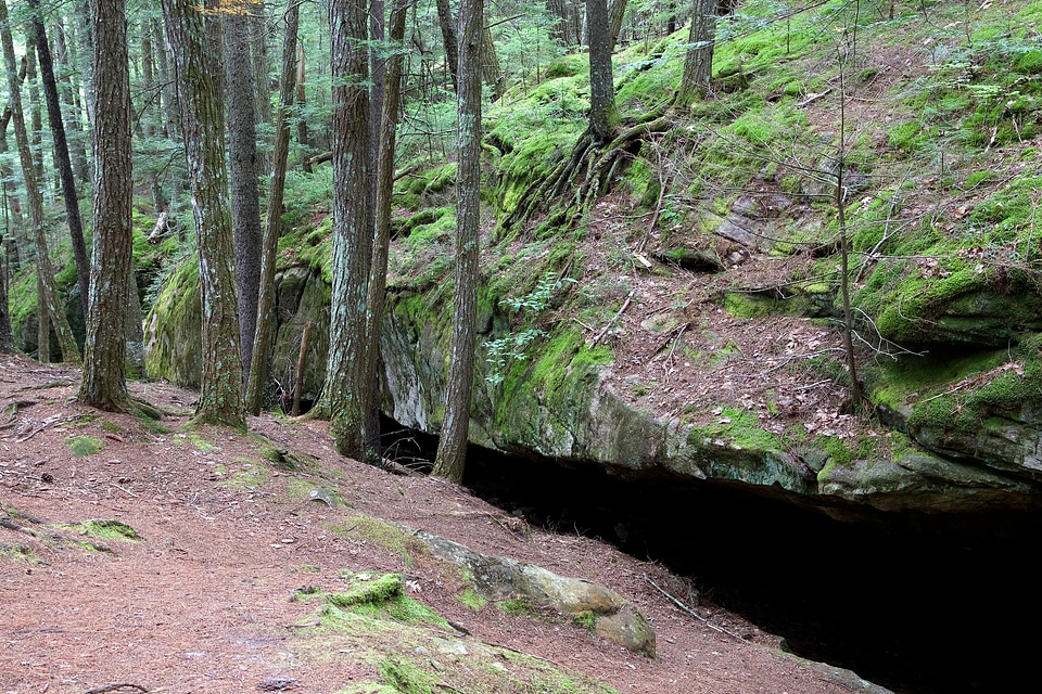 Forest forest path landscape