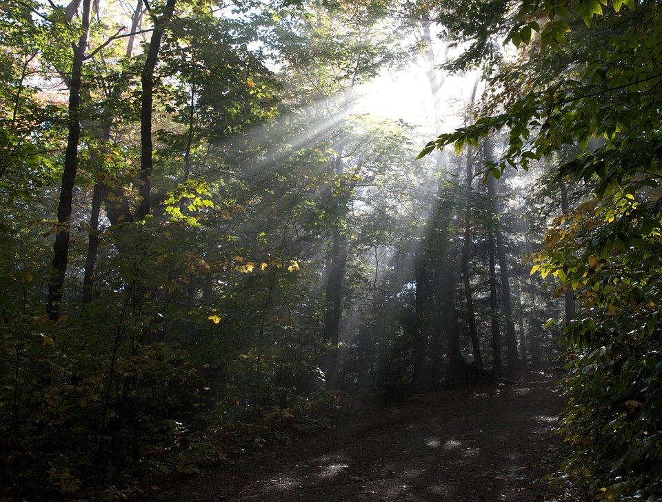 Forest nature summer