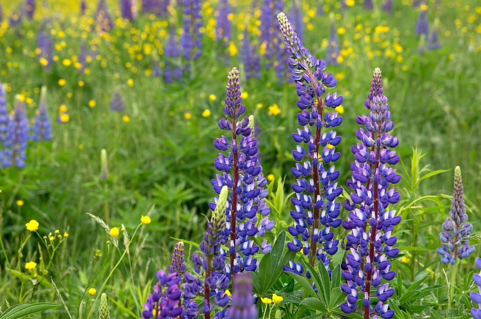 Beautiful Photo flower garden flowers