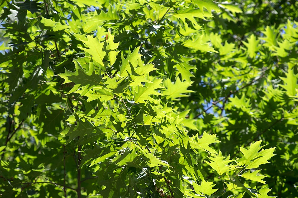 Dark Green forest green