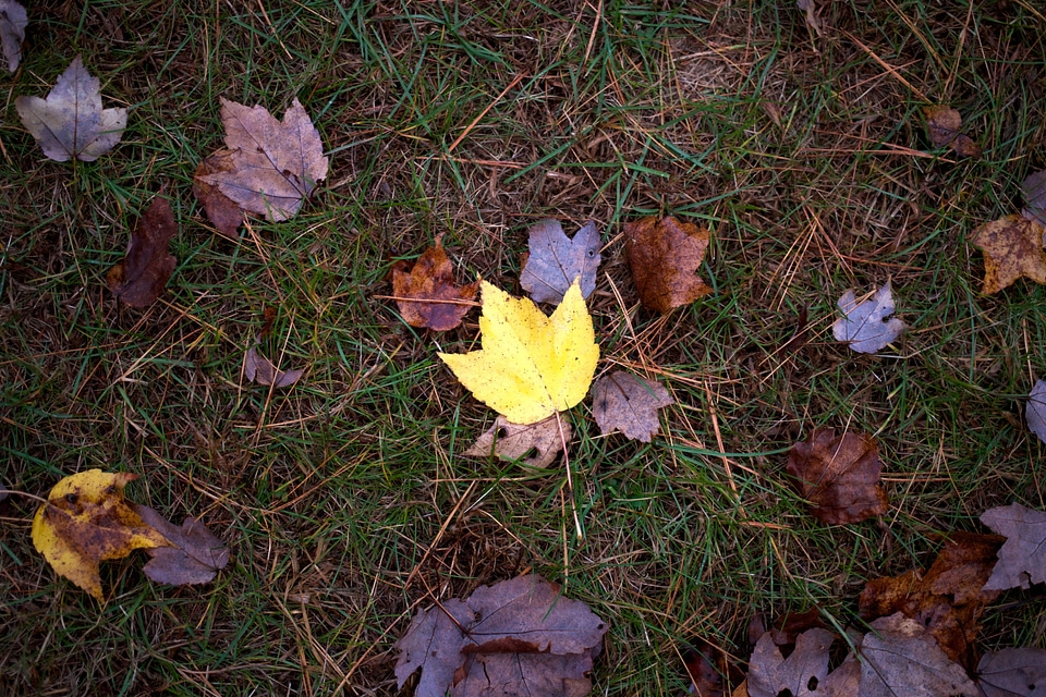 Fall foliage grass