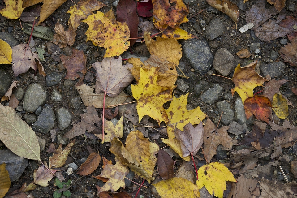Autumn autumn season fall