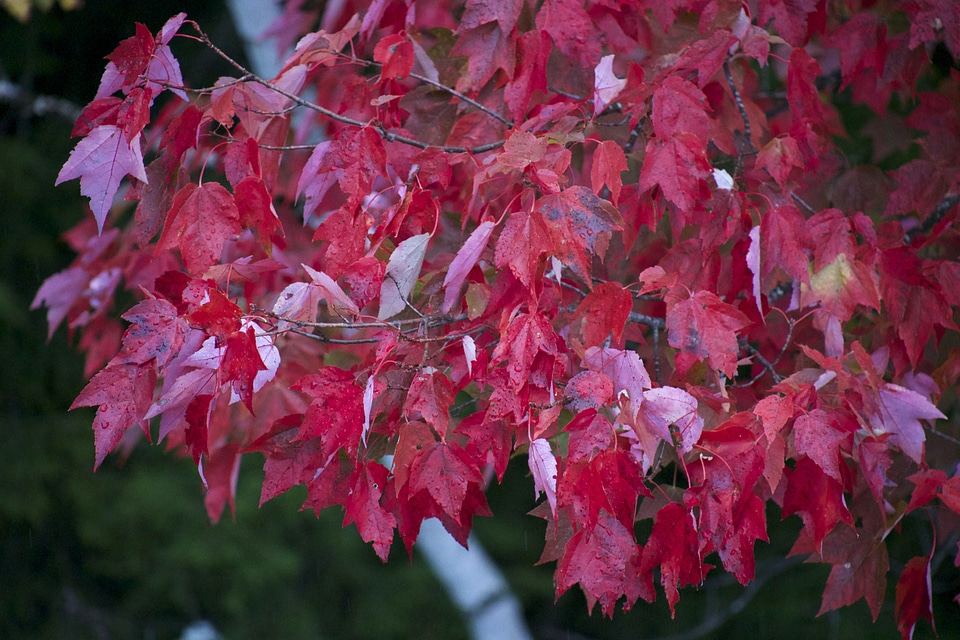 Autumn autumn season fall