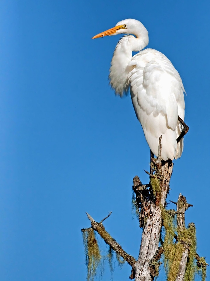 Animal aquatic bird birds
