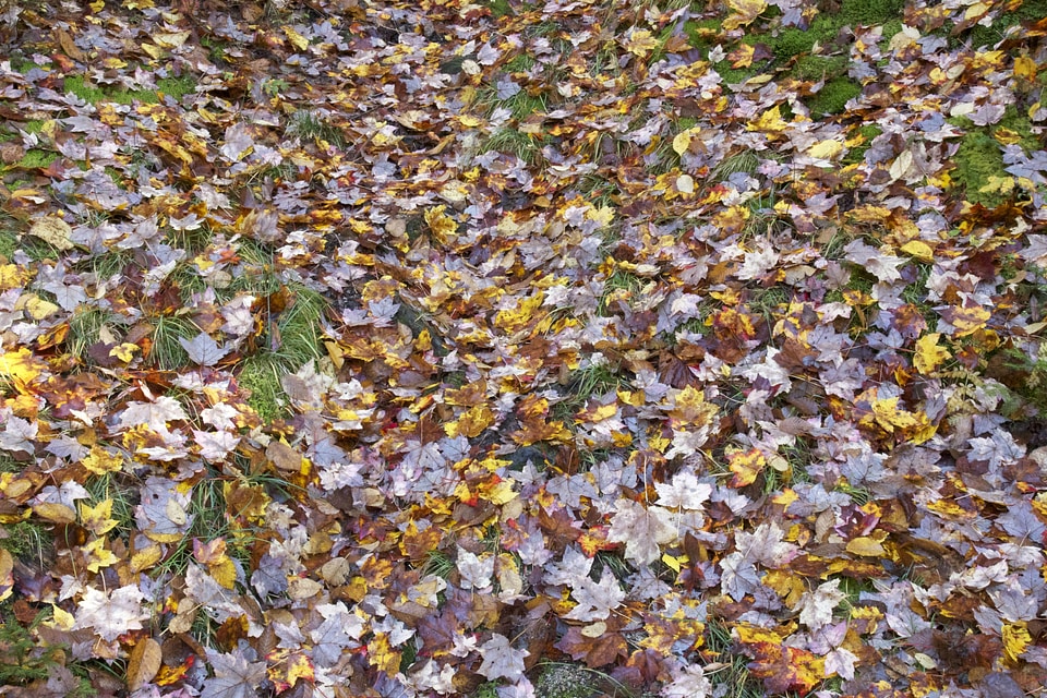 Autumn fall foliage