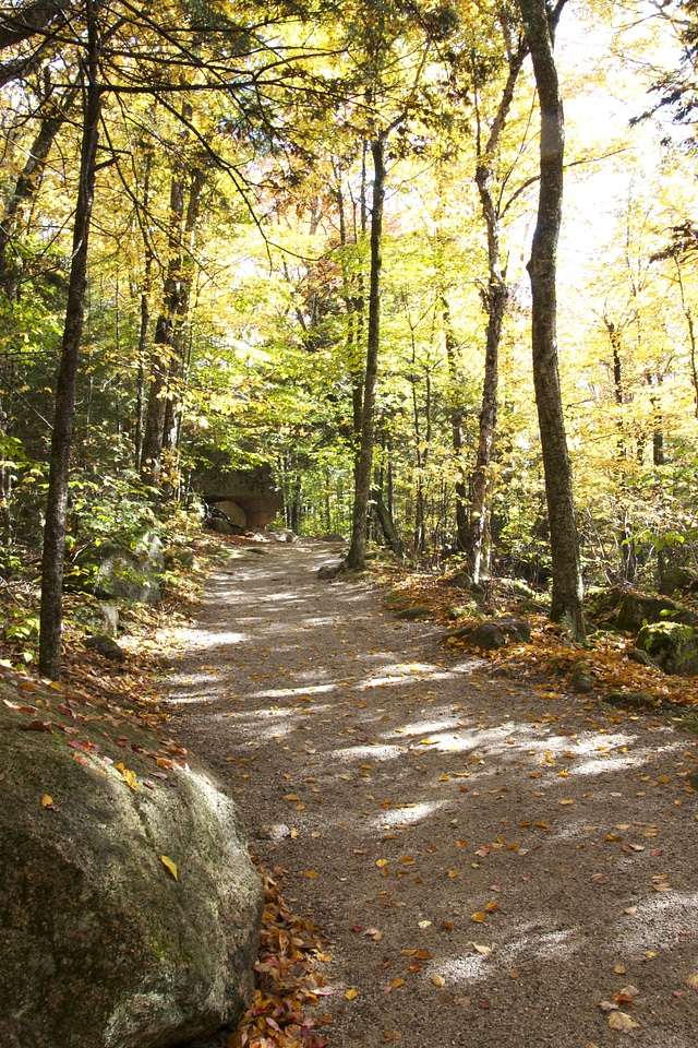 Fall foliage forest path photo