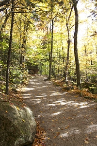 Fall foliage forest path