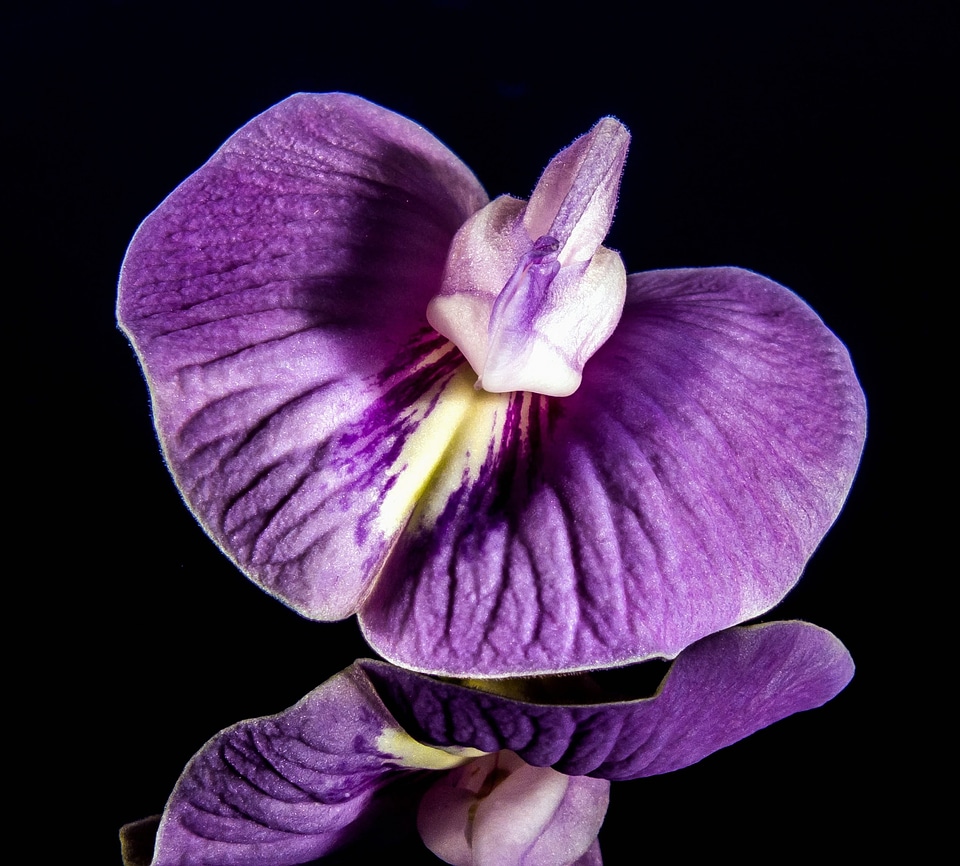 Beautiful Photo bloom close