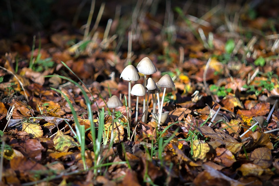 Autumn fall flora