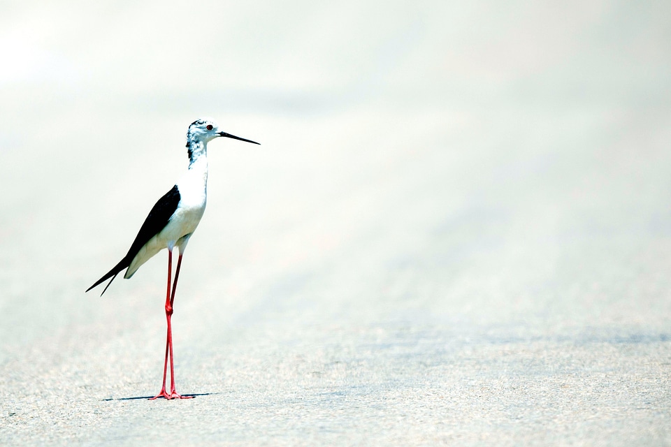 Animal beach bird