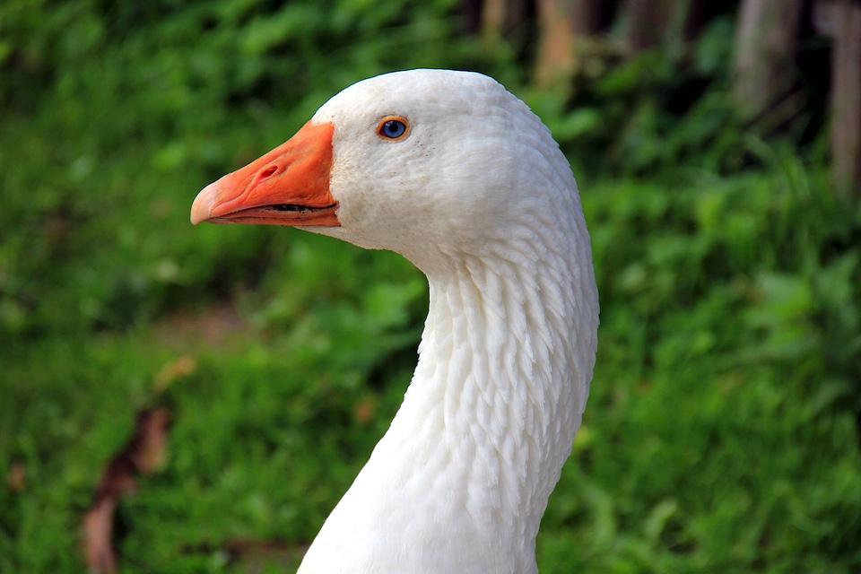 Avian beautiful photo bird
