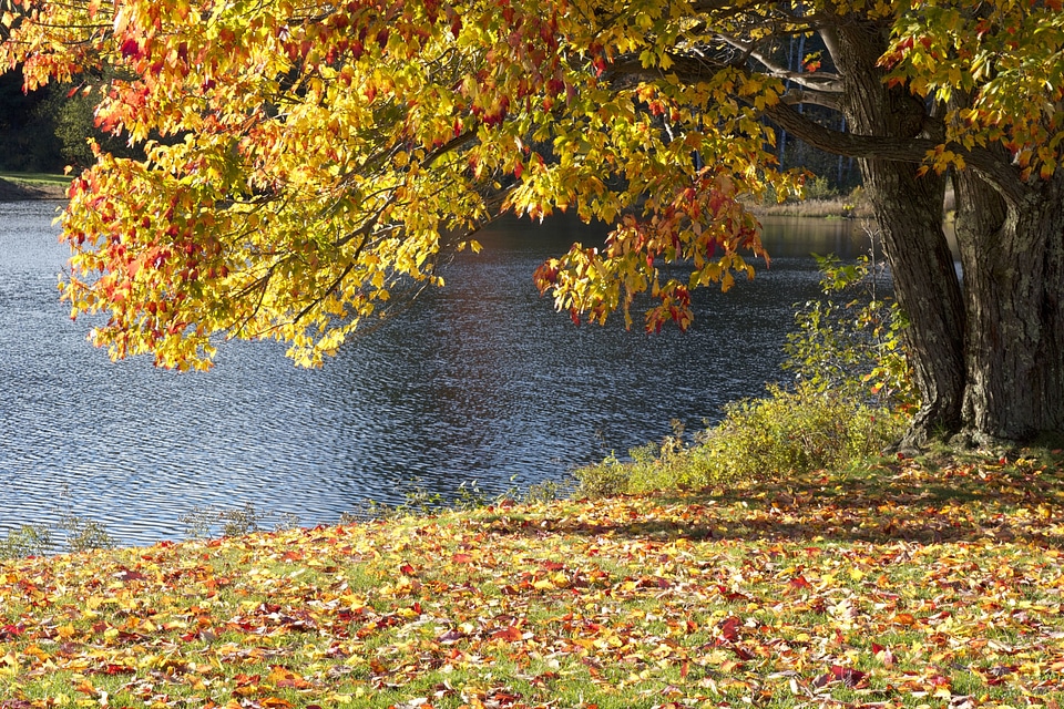 Autumn beautiful photo foliage