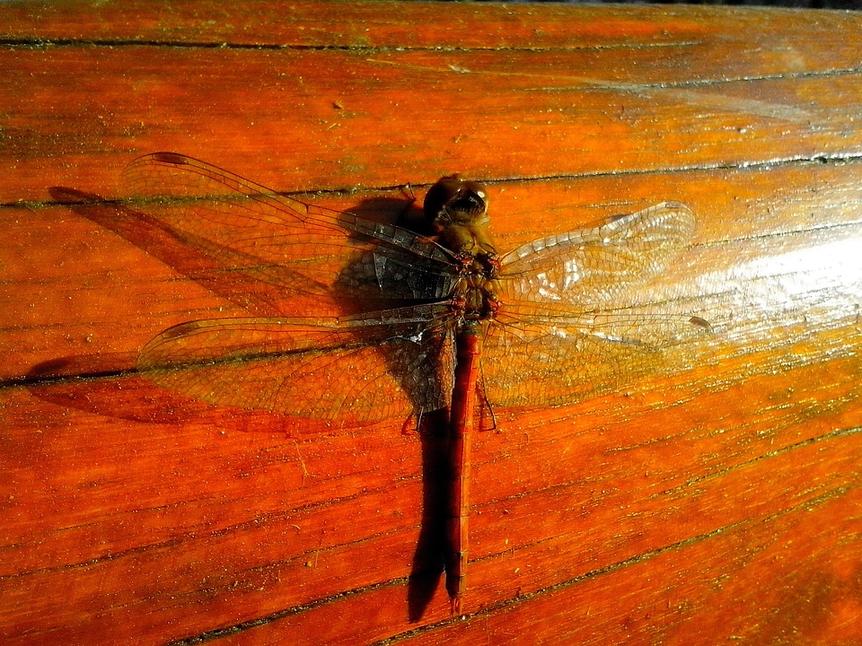 Beautiful Photo close close-up