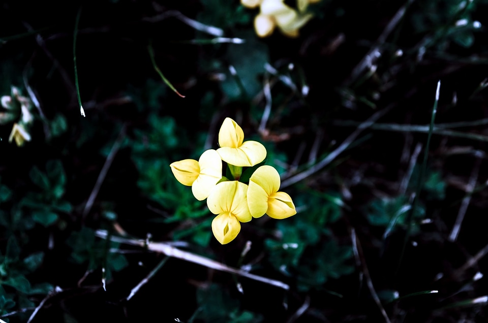 Beautiful bloom blooming