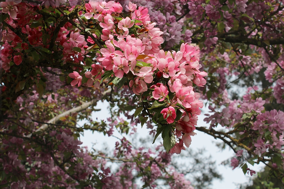Spring branch tree