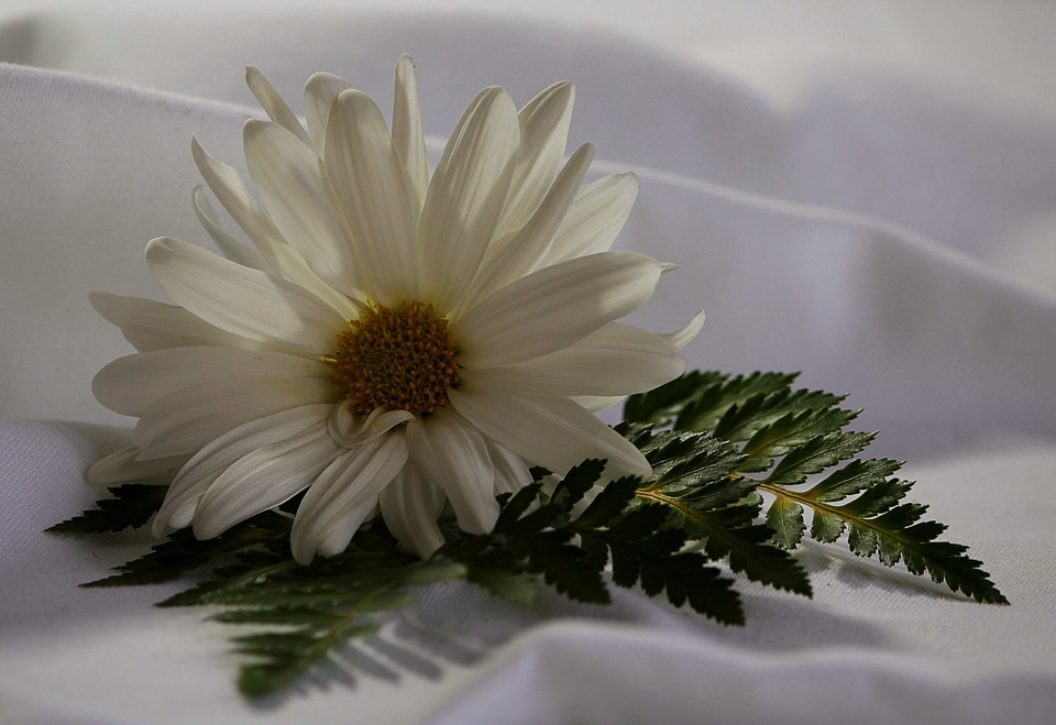 Plant natural blossom