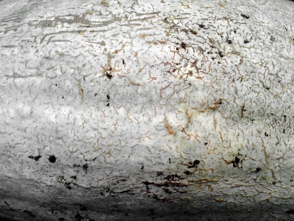 Bark Cucurbita moschata pattern