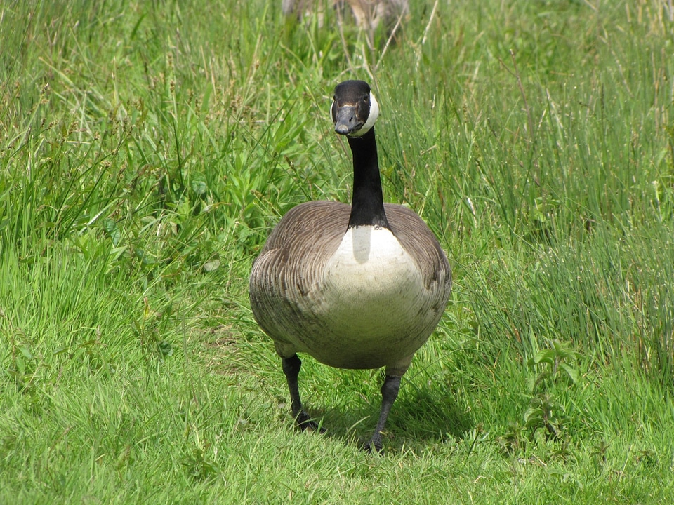Fowl waterfowl walking