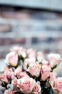 Bouquet flora flower