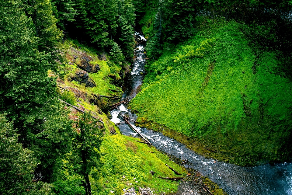Creek forest landscape