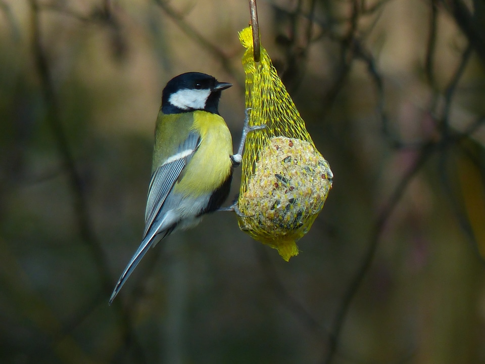 Passeri songbird bird