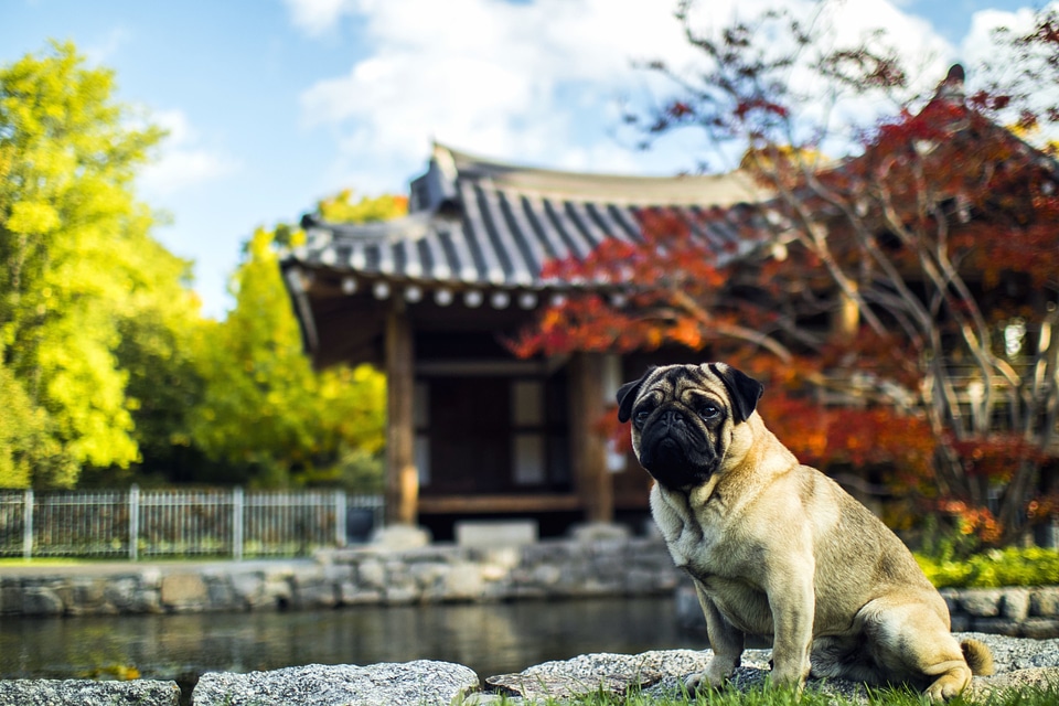 Architecture Asian autumn