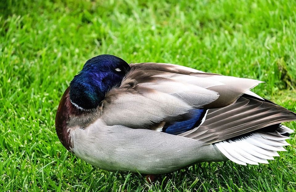 Animal aquatic bird bird