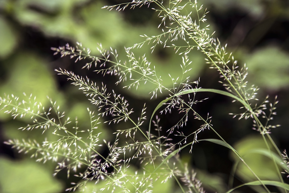 Field flora focus